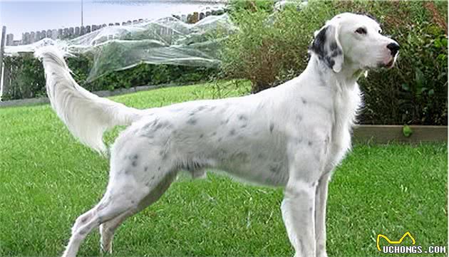 优雅充满活力的英国雪达蹲猎犬（EnglishSetter）