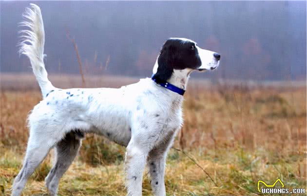 优雅充满活力的英国雪达蹲猎犬（EnglishSetter）