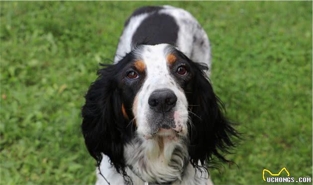 优雅充满活力的英国雪达蹲猎犬（EnglishSetter）