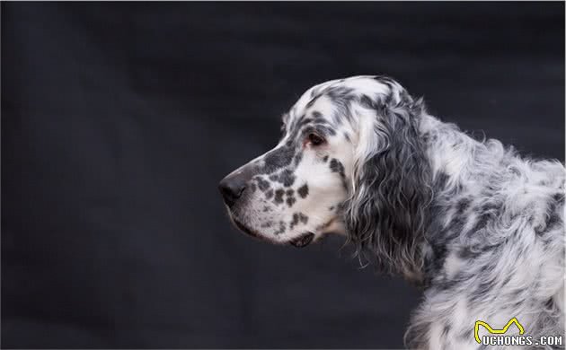 优雅充满活力的英国雪达蹲猎犬（EnglishSetter）