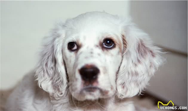 优雅充满活力的英国雪达蹲猎犬（EnglishSetter）