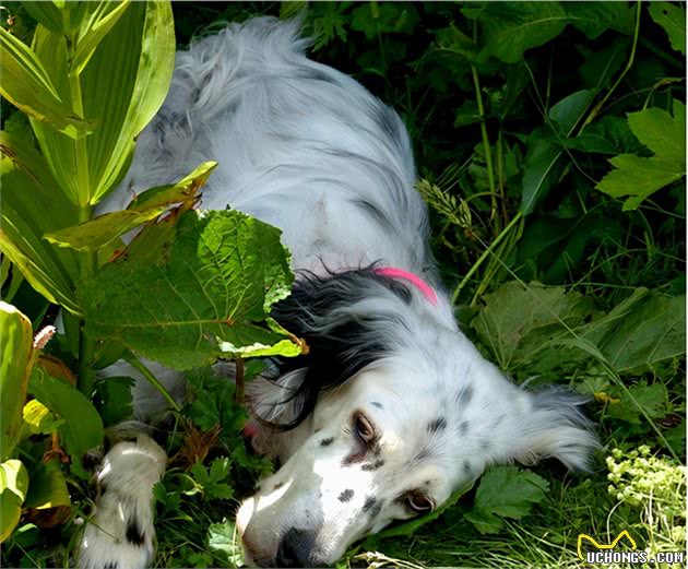 优雅充满活力的英国雪达蹲猎犬（EnglishSetter）