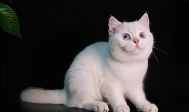 长毛猫和短毛猫的优点缺点