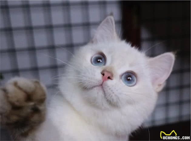 长毛猫和短毛猫的优点缺点