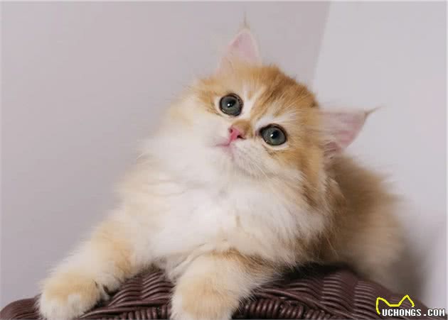 长毛猫和短毛猫的优点缺点