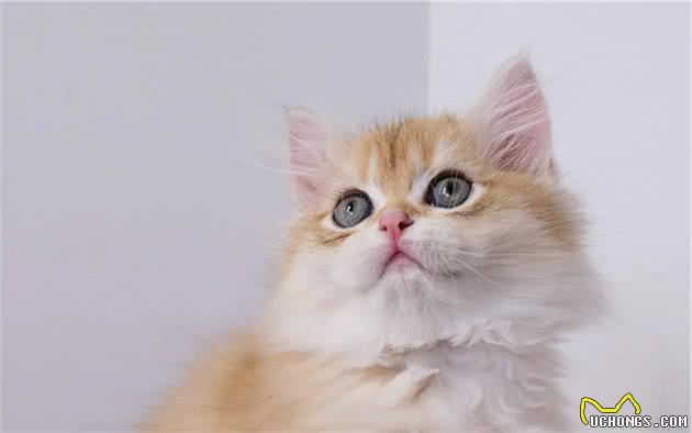 长毛猫和短毛猫的优点缺点