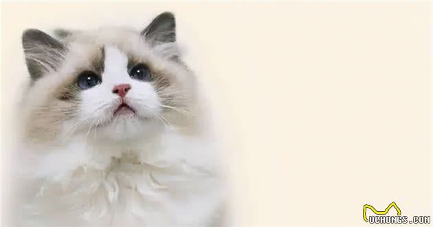 长毛猫和短毛猫的优点缺点