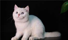 长毛猫和短毛猫的优点缺点