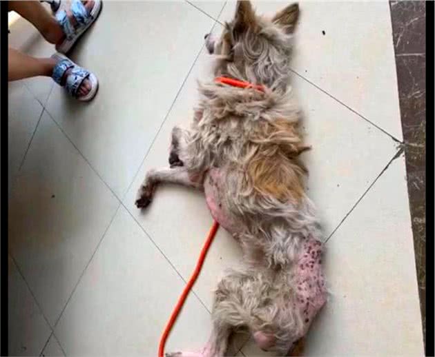 苏牧犬没了价值被弃在路边，被救后将飞国外生活，却突发疾病离开