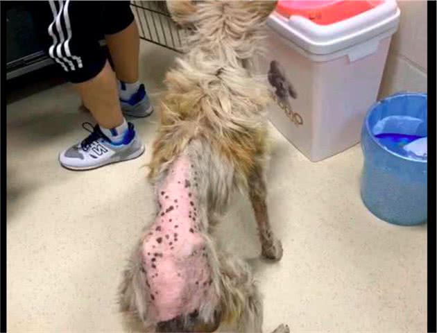 苏牧犬没了价值被弃在路边，被救后将飞国外生活，却突发疾病离开