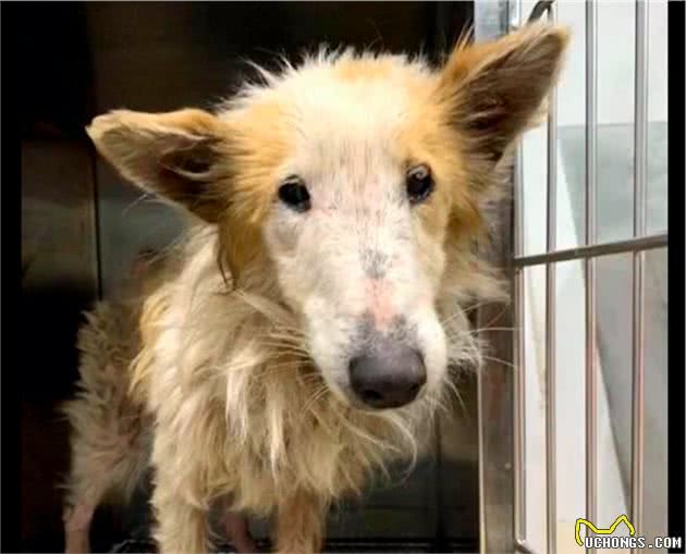 苏牧犬没了价值被弃在路边，被救后将飞国外生活，却突发疾病离开