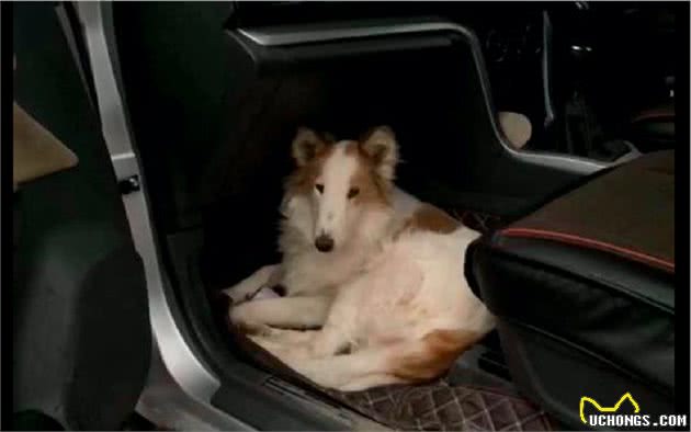 苏牧犬没了价值被弃在路边，被救后将飞国外生活，却突发疾病离开