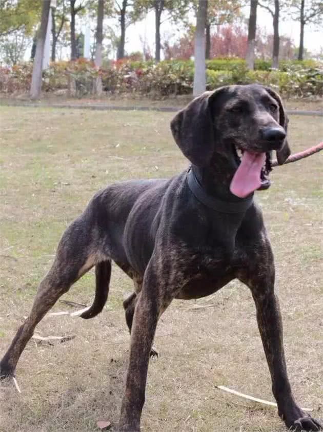 「普罗特猎犬」狩猎旅行的好伙伴