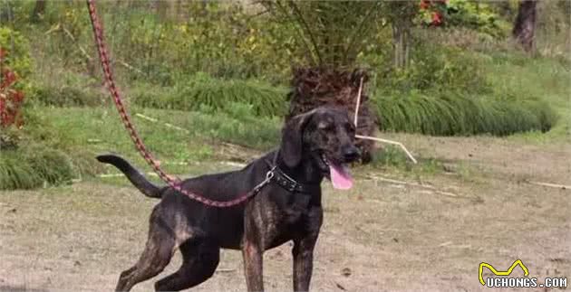 「普罗特猎犬」狩猎旅行的好伙伴