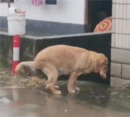狗狗便秘和不便秘的对比...哈哈哈哈哈哈太形象了