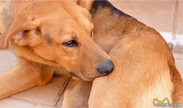 狗狗有跳蚤怎么办？这5个“妙招”，可以帮你搞定
