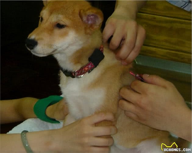 狗狗有跳蚤怎么办？这5个“妙招”，可以帮你搞定