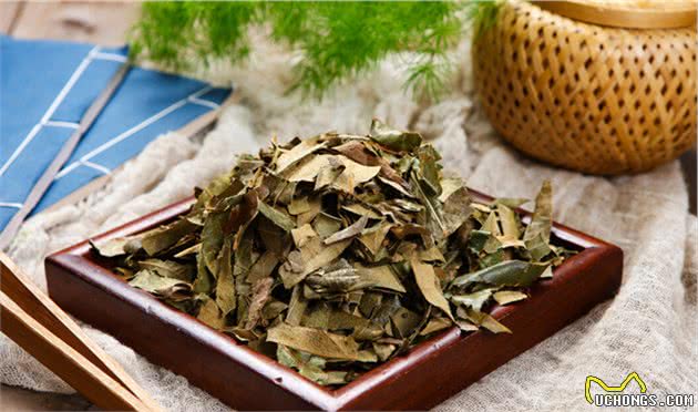 狗狗有跳蚤怎么办？这5个“妙招”，可以帮你搞定