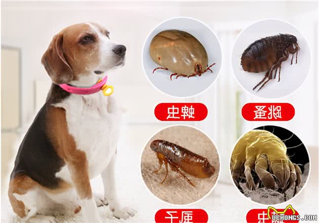 狗狗有跳蚤怎么办？这5个“妙招”，可以帮你搞定