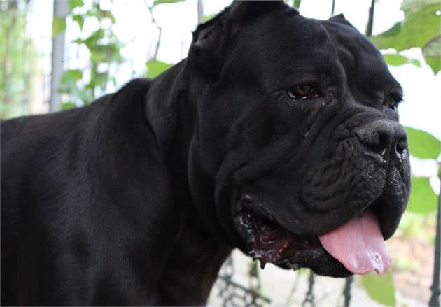 全世界公认的，卡斯罗犬是现代型护卫犬之王，你赞成吗？