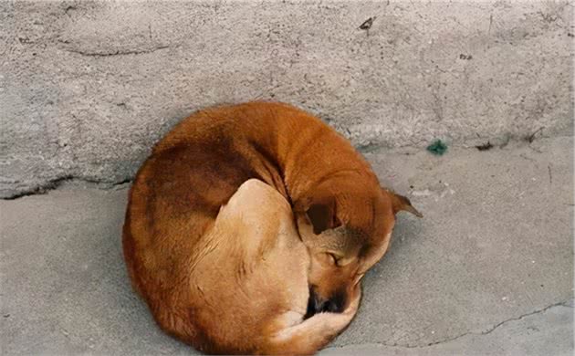 从狗狗睡觉的姿势，就能看出你们的感情状态，不能再准了