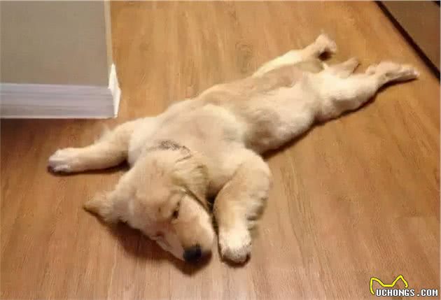 从狗狗睡觉的姿势，就能看出你们的感情状态，不能再准了