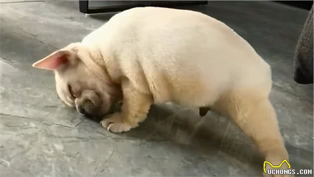 从狗狗睡觉的姿势，就能看出你们的感情状态，不能再准了