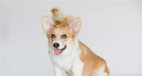 从狗狗的眼屎能看出来什么