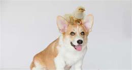 从狗狗的眼屎能看出来什么
