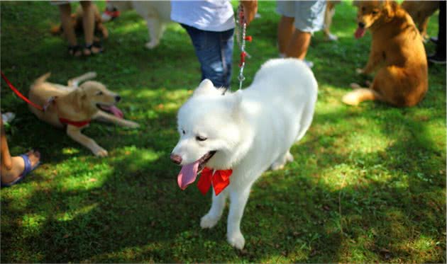 狗狗洗澡没多久，又臭了怎么办？宠物医生教你几招