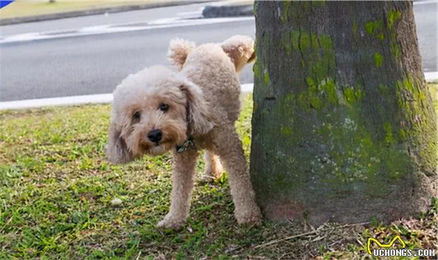 狗狗洗澡没多久，又臭了怎么办？宠物医生教你几招