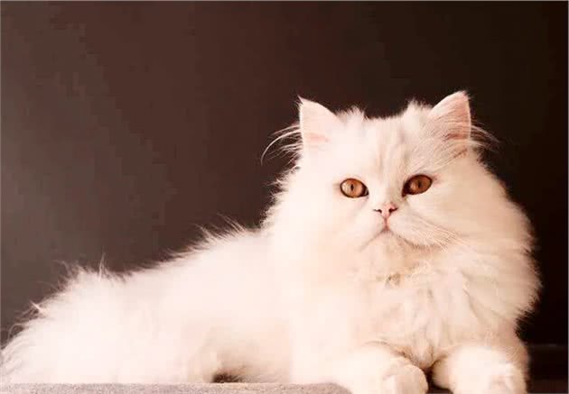 波斯猫白白