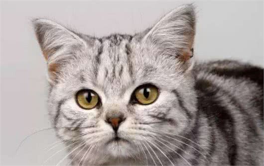 饲养美国短毛猫的6大“坏处”，看完你还敢养吗？