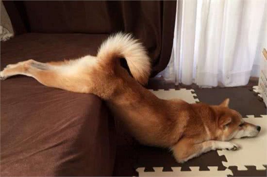 都是土狗，中华田园犬为啥被嫌弃，柴犬却大受欢迎