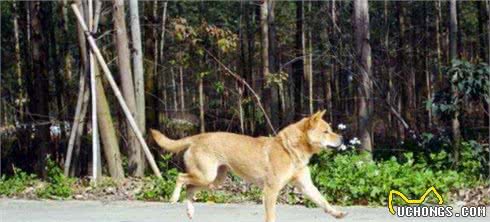 都是土狗，中华田园犬为啥被嫌弃，柴犬却大受欢迎