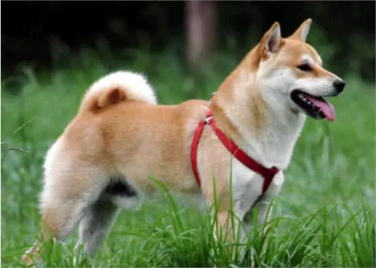 都是土狗，中华田园犬为啥被嫌弃，柴犬却大受欢迎