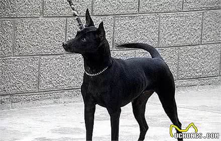 都是土狗，中华田园犬为啥被嫌弃，柴犬却大受欢迎