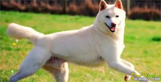 都是土狗，中华田园犬为啥被嫌弃，柴犬却大受欢迎