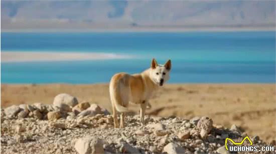 都是土狗，中华田园犬为啥被嫌弃，柴犬却大受欢迎