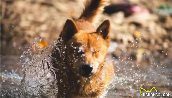 都是土狗，中华田园犬为啥被嫌弃，柴犬却大受欢迎
