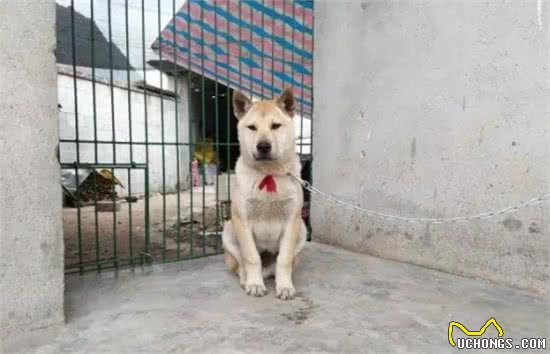 都是土狗，中华田园犬为啥被嫌弃，柴犬却大受欢迎