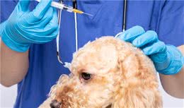 再三提醒：泰迪犬生病时，身体可能会发出4种“求救声”