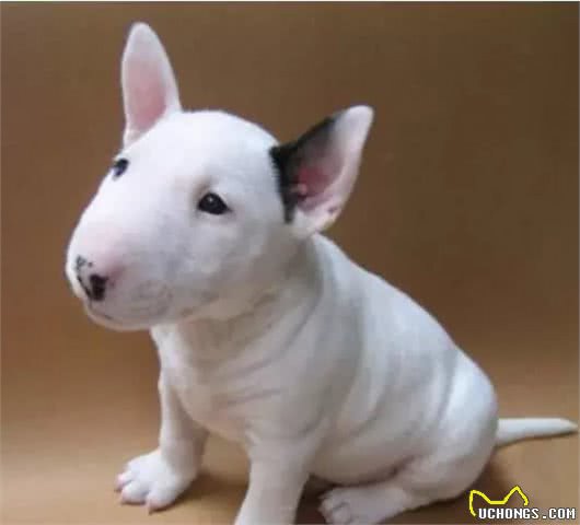 16种肌肉猛犬的美感展示，总有一款你喜欢