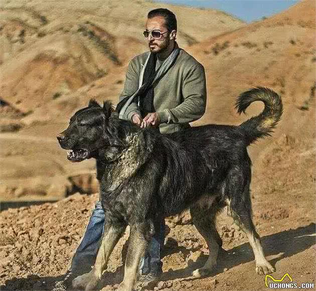 16种肌肉猛犬的美感展示，总有一款你喜欢