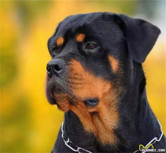 16种肌肉猛犬的美感展示，总有一款你喜欢