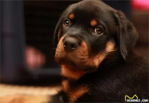 16种肌肉猛犬的美感展示，总有一款你喜欢
