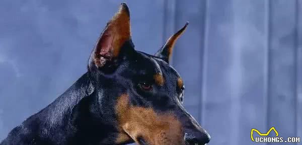 16种肌肉猛犬的美感展示，总有一款你喜欢