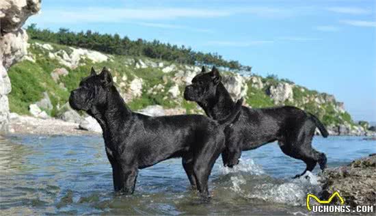 16种肌肉猛犬的美感展示，总有一款你喜欢