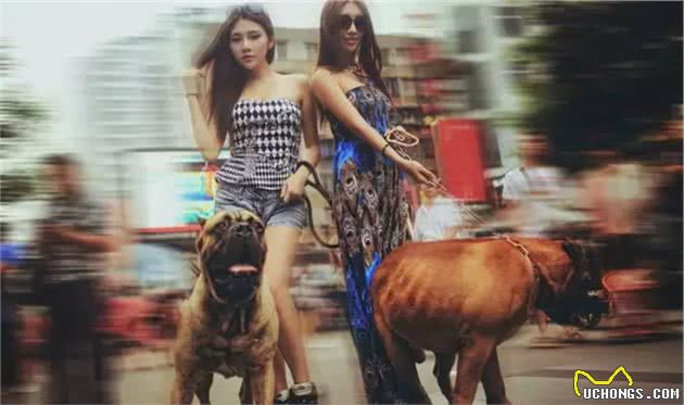 16种肌肉猛犬的美感展示，总有一款你喜欢