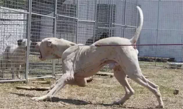 16种肌肉猛犬的美感展示，总有一款你喜欢